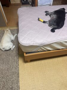 術後のフランク